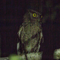 Pacific Screech-Owl